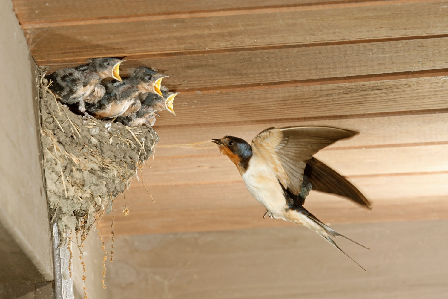 Гнезда птиц в домах. Ласточкино гнездо. / Гнездо птицы ласточки. Ласточка лепит гнездо под крышей. Гнездо деревенской ласточки. Гнездование ласточки деревенской.